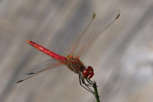 Réf. 233 893 : Sympetrum fonscolombii